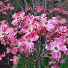 Load image into Gallery viewer, Cornus fl. rubra - Florida Dogwood
