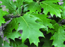 Load image into Gallery viewer, Quercus rubra - Red Oak
