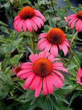 Load image into Gallery viewer, Echinacea &#39;Ruby Star&#39;
