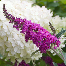 Load image into Gallery viewer, Buddleia &#39;Miss Ruby&#39; - Butterfly Bush

