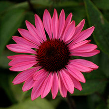 Load image into Gallery viewer, Echinacea &#39;Ruby Star&#39;
