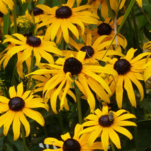 Load image into Gallery viewer, Rudbeckia &#39;Goldsturm&#39; - Black-Eyed Susan
