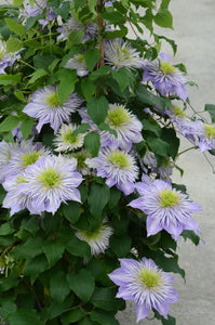 Clematis 'Crystal Fountain'