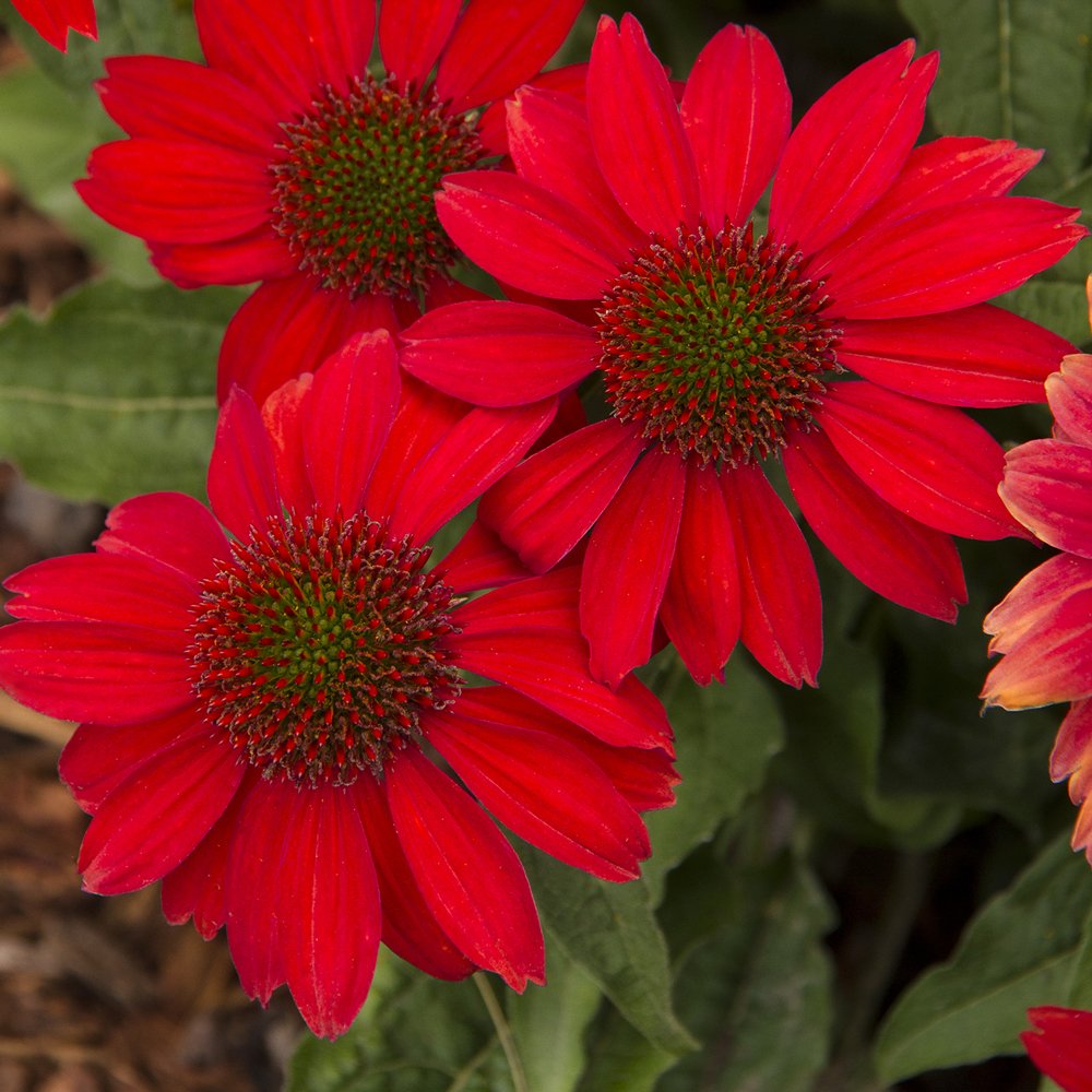 Echinacea 'Salsa Red' - Coneflower – Pondside Nursery