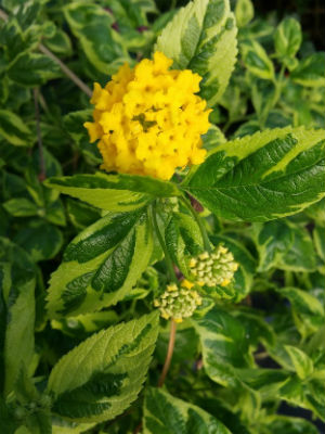 Lantana 'Samantha'