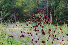 Load image into Gallery viewer, Sanguisorba officinalis - Greater Burnet
