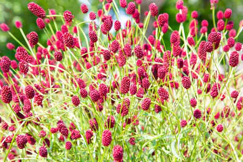 Sanguisorba officinalis - Greater Burnet