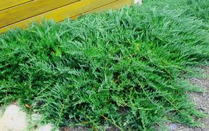 Juniperus chin. sargentii