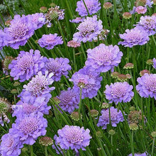 Load image into Gallery viewer, Scabiosa &#39;Flutter Deep Blue&#39;
