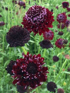Scabiosa 'Black Knight'