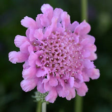 Load image into Gallery viewer, Scabiosa ‘Flutter Rose Pink’
