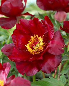 Paeonia 'Scarlet Heaven' - Itoh Peony