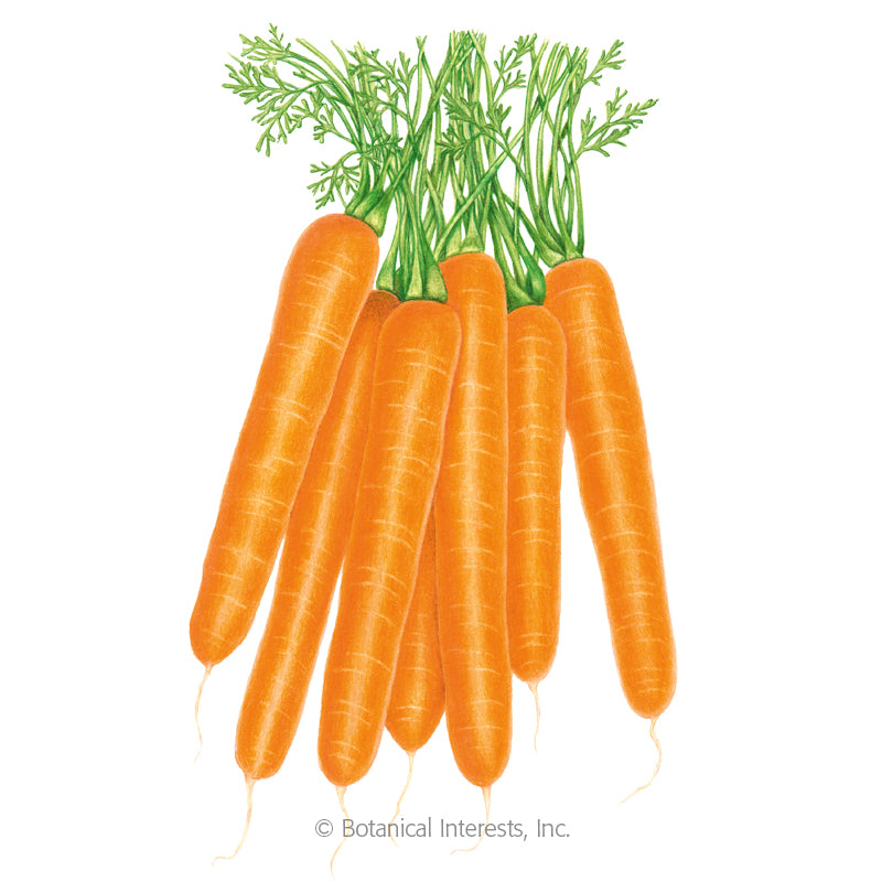 SEEDS: Carrot - Scarlet Nantes - Organic