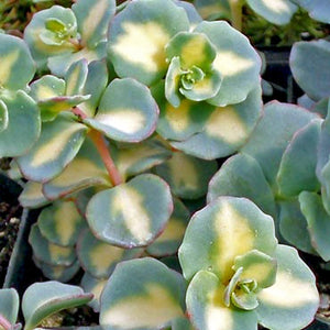 Sedum sieboldii var. - var. October Daphne