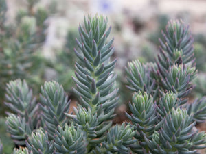 Sedum 'Blue Spruce'
