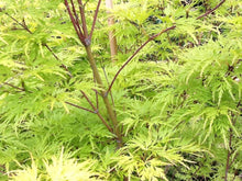 Load image into Gallery viewer, Acer palmatum &#39;Seiryu&#39; _ Japanese Maple
