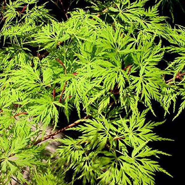 Acer palmatum 'Seiryu' _ Japanese Maple