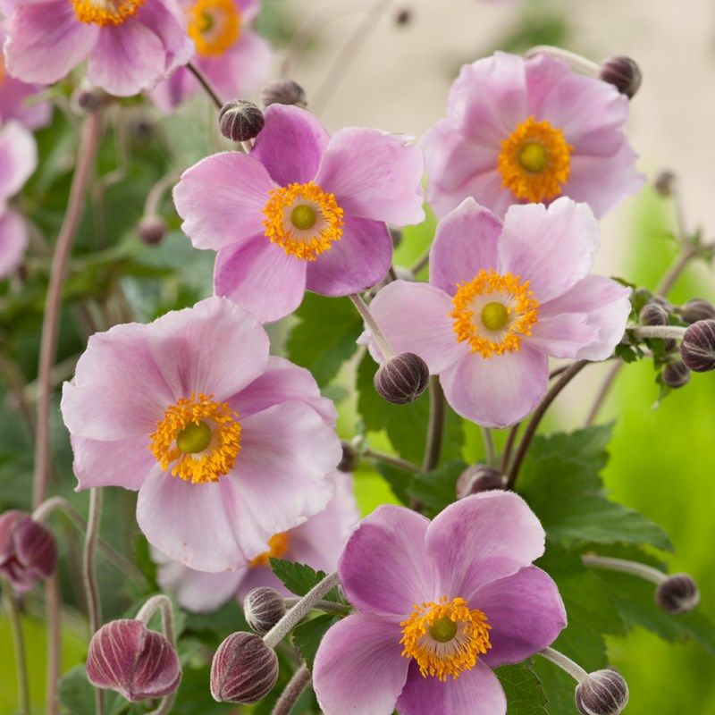 Anemone 'September Charm' - Japanese Anemone
