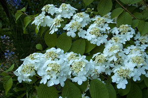 Viburnum plic. 'Shasta'