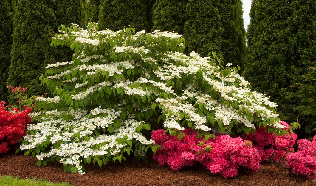 Viburnum plic. 'Shasta'