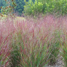 Load image into Gallery viewer, Panicum virg. &#39;Shenandoah&#39; - Switchgrass
