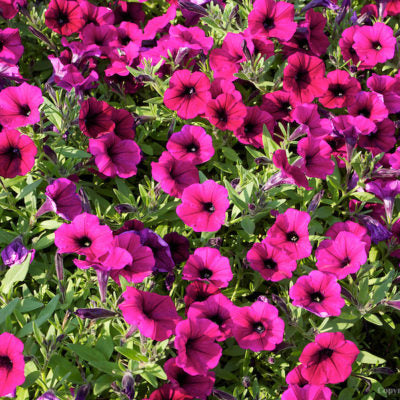 Petunia 'Shock Wave Deep Purple'