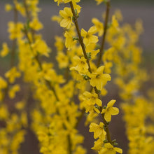 Load image into Gallery viewer, Forsythia &#39;Show Off&#39;
