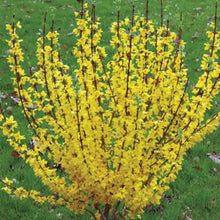Load image into Gallery viewer, Forsythia &#39;Show Off&#39;
