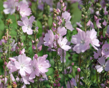 Load image into Gallery viewer, Sidalcea &#39;Elsie Heugh&#39; - Checkerbloom
