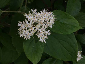 Cornus amomum - Silky Dogwood