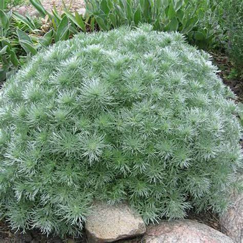 Artemesia 'Silvermound' - Wormwood