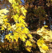 Load image into Gallery viewer, Acer sac. &#39;Silver Queen&#39; - Silver Maple
