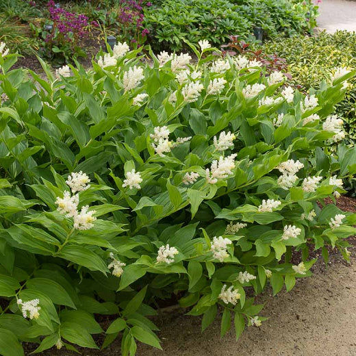 Smilacina racemosa - False Solomon's Seal