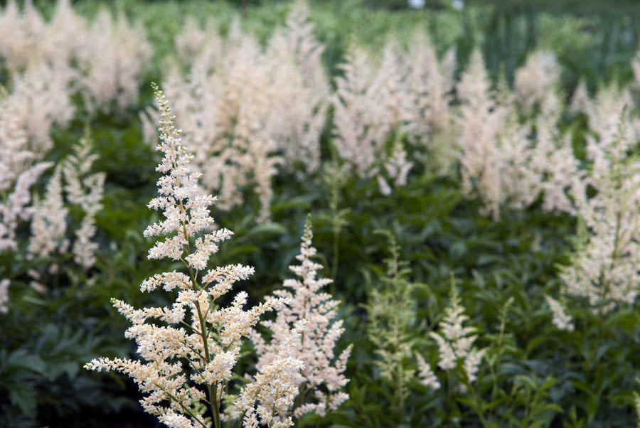Astilbe 'Snowdrift'