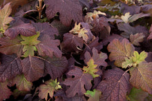 Load image into Gallery viewer, Hydrangea quer. &#39;Snow Queen&#39;
