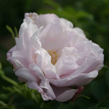 Load image into Gallery viewer, Rosa rugosa 'Snow Pavement' - Shrub Rose
