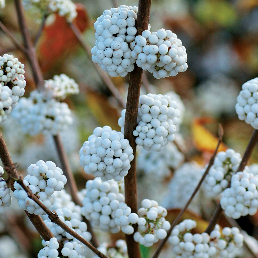 Callicarpa 'Snow Star' - Beautyberry