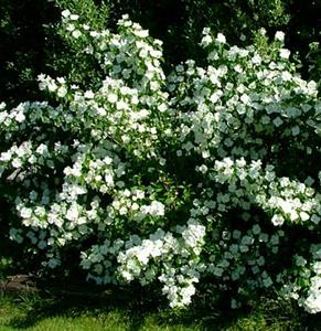 Philadelphus 'Snow White Fantasy'