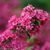 Load image into Gallery viewer, Weigela &#39;Sonic Pink&#39;
