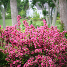 Load image into Gallery viewer, Weigela &#39;Sonic Pink&#39;
