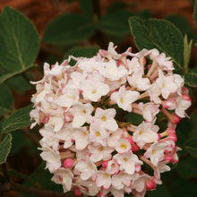 Load image into Gallery viewer, Viburnum c. &#39;Spice Baby&#39; - Korean Spice Viburnum
