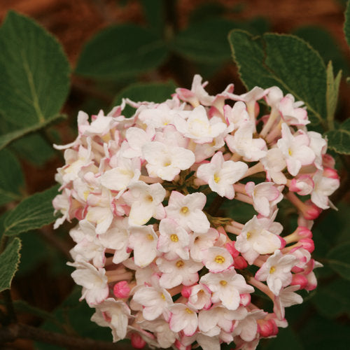 Viburnum c. 'Spice Baby' - Korean Spice Viburnum