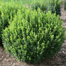 Load image into Gallery viewer, Buxus micro. &#39;Sprinter&#39; - Boxwood
