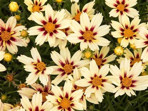 Coreopsis Lil Bang 'Starlight'