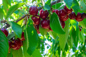 Prunus 'Stella' - Sweet Cherry