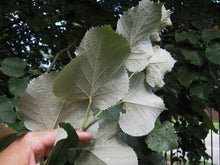 Load image into Gallery viewer, Tillia tom. &#39;Sterling&#39; - Linden Tree
