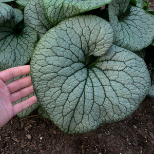 Brunnera macrophylla 'Sterling Silver'