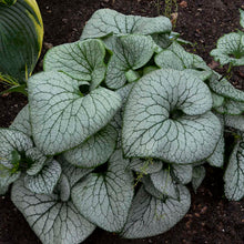 Load image into Gallery viewer, Brunnera macrophylla &#39;Sterling Silver&#39;
