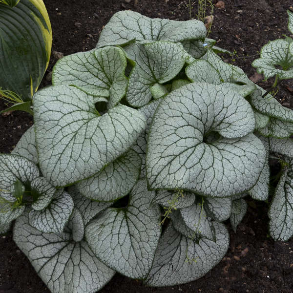 Brunnera macrophylla 'Sterling Silver'