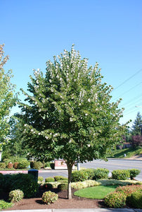 Tillia tom. 'Sterling' - Linden Tree
